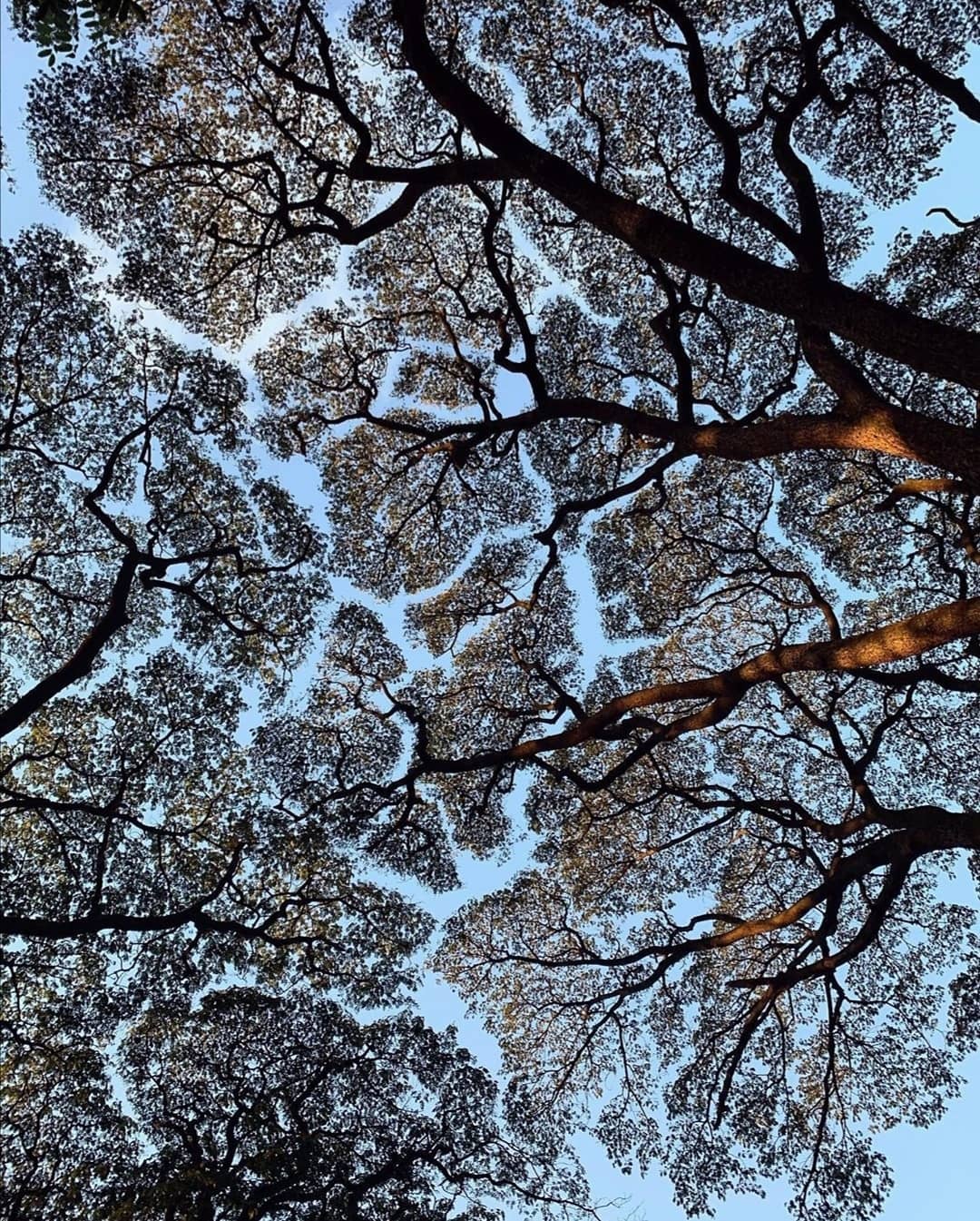 Psikodinamik psikoloji-psikanalitik kuram